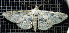 Iridopsis larvaria