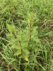 Asclepias tomentosa image
