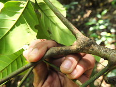 Aphanamixis polystachya