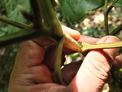 Aphanamixis polystachya