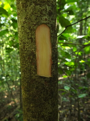 Aphanamixis polystachya