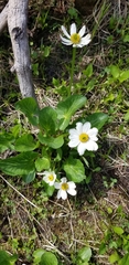 Caltha chionophila