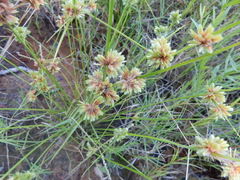 Cyperus acuminatus