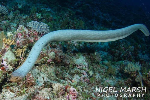 Photo of a Olive Sea Snake (Aipysurus laevis)