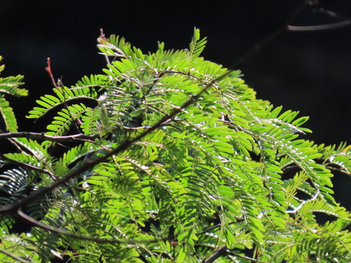 Image of Acacia schinoides by (c) ian_mcallan, some rights reserved (CC BY)
