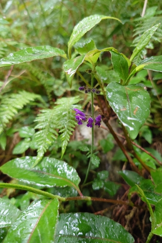 Image of Salvia japonica by (c) 如此甚好, some rights reserved (CC BY)