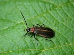 Schizotus cervicalis