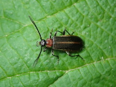 Schizotus cervicalis