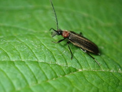 Schizotus cervicalis