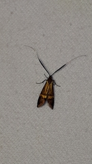 Nemophora