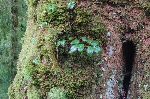 Toxicodendron orientale (Toxicodendron orientale)