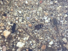 Thermonectus nigrofasciatus
