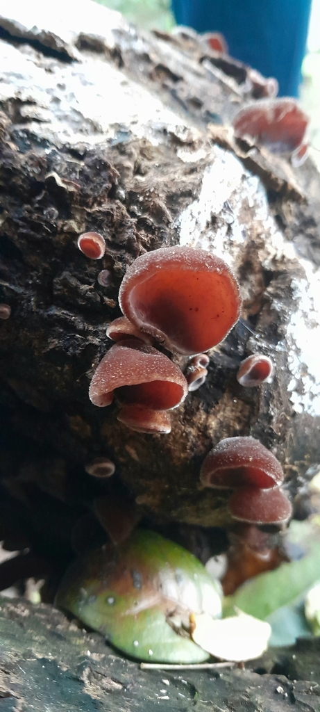 Auricularia fuscosuccinea · August 2024 · photo: © rafaperazzolo (iNaturalist, cc-by)