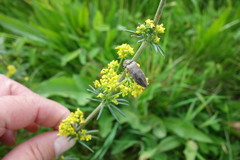 Actenicerus siaelandicus