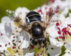 Eristalis obscura