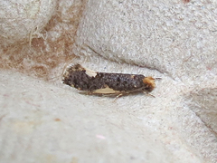 Monopis spilotella