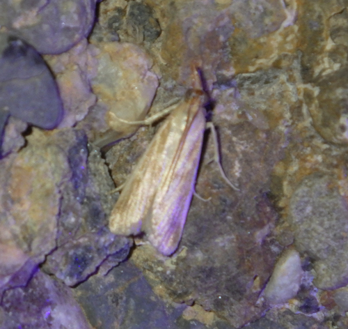 Epidauria strigosa