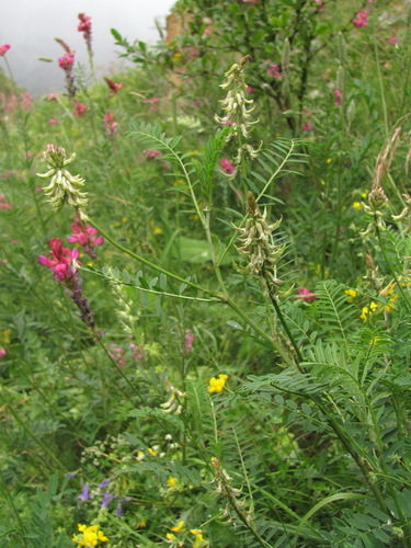 Astragalus falcatus Lam.