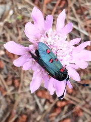 Zygaena lavandulae