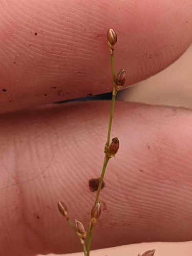 Image of Juncus pelocarpus by (c) Sam Turner, some rights reserved (CC BY)