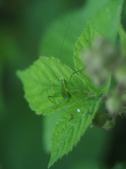 Barbitistes serricauda