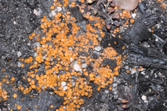 Anthracobia muelleri