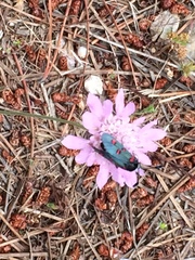 Zygaena lavandulae