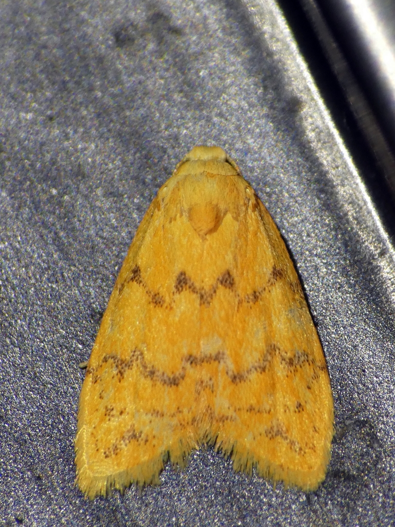Heliosia micra