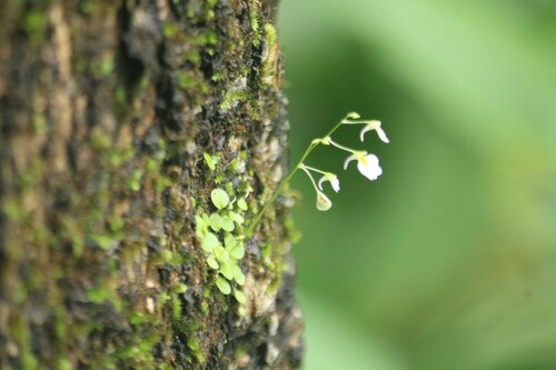 Image of Utricularia striatula by no rights reserved