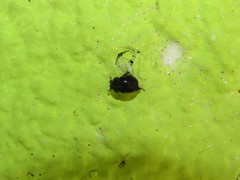 Ceratocanthinae