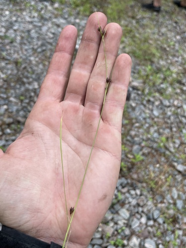 Image of Rhynchospora capitellata by (c) Sam Turner, some rights reserved (CC BY)