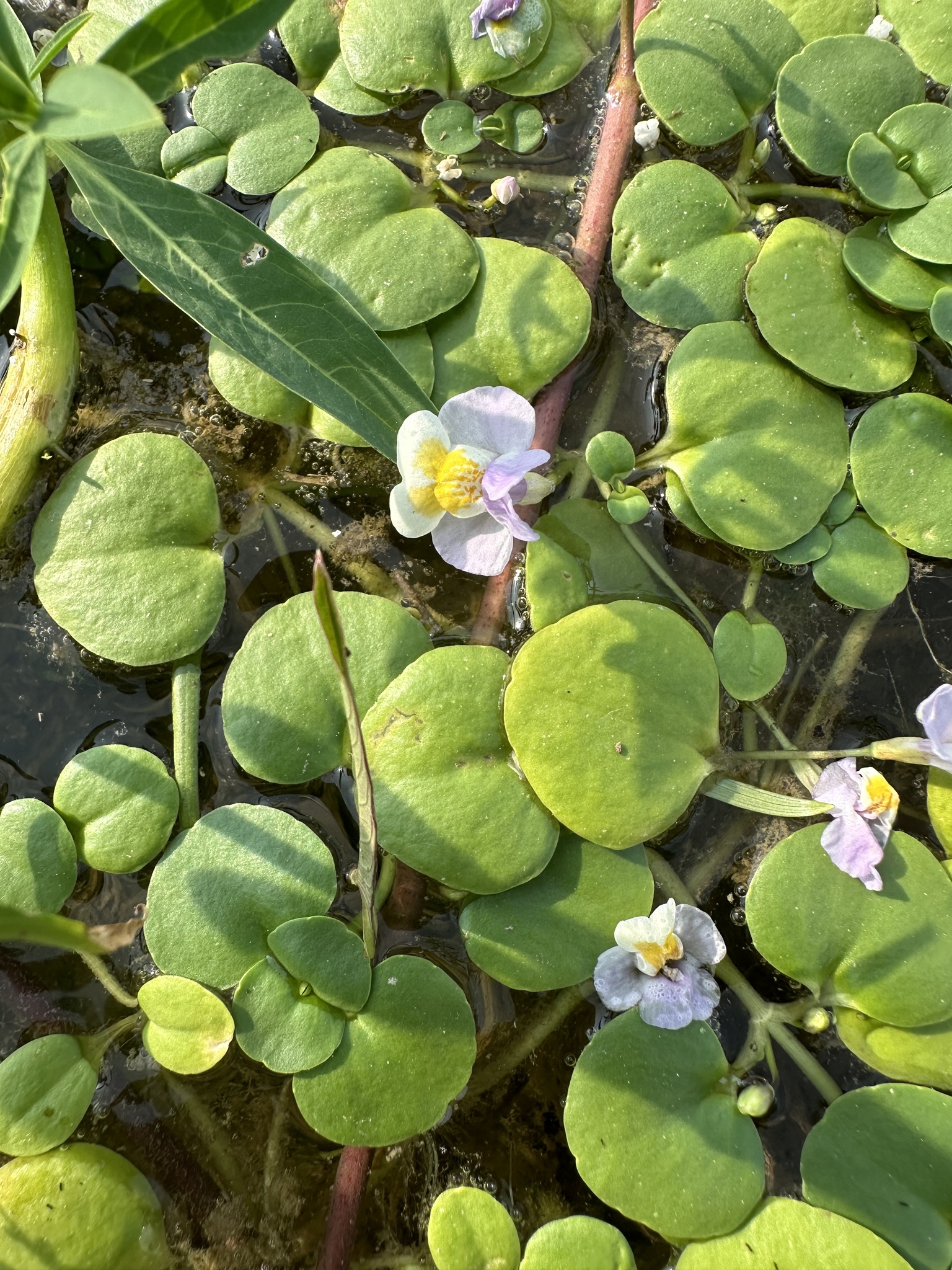 Mimulus orbicularis (Mimulus orbicularis)