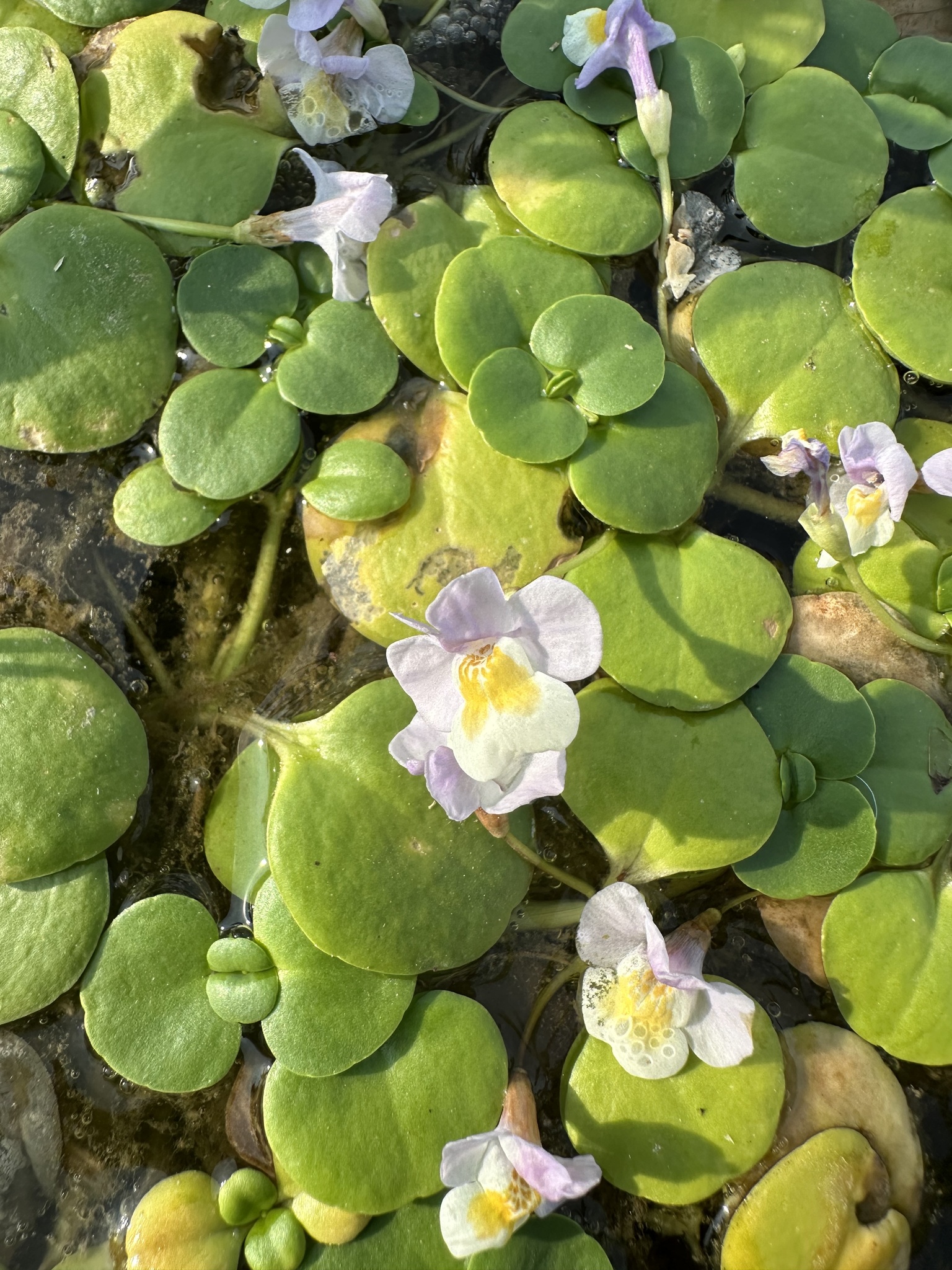 Mimulus orbicularis — ảnh 2