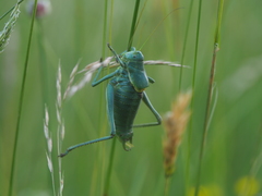 Polysarcus denticauda