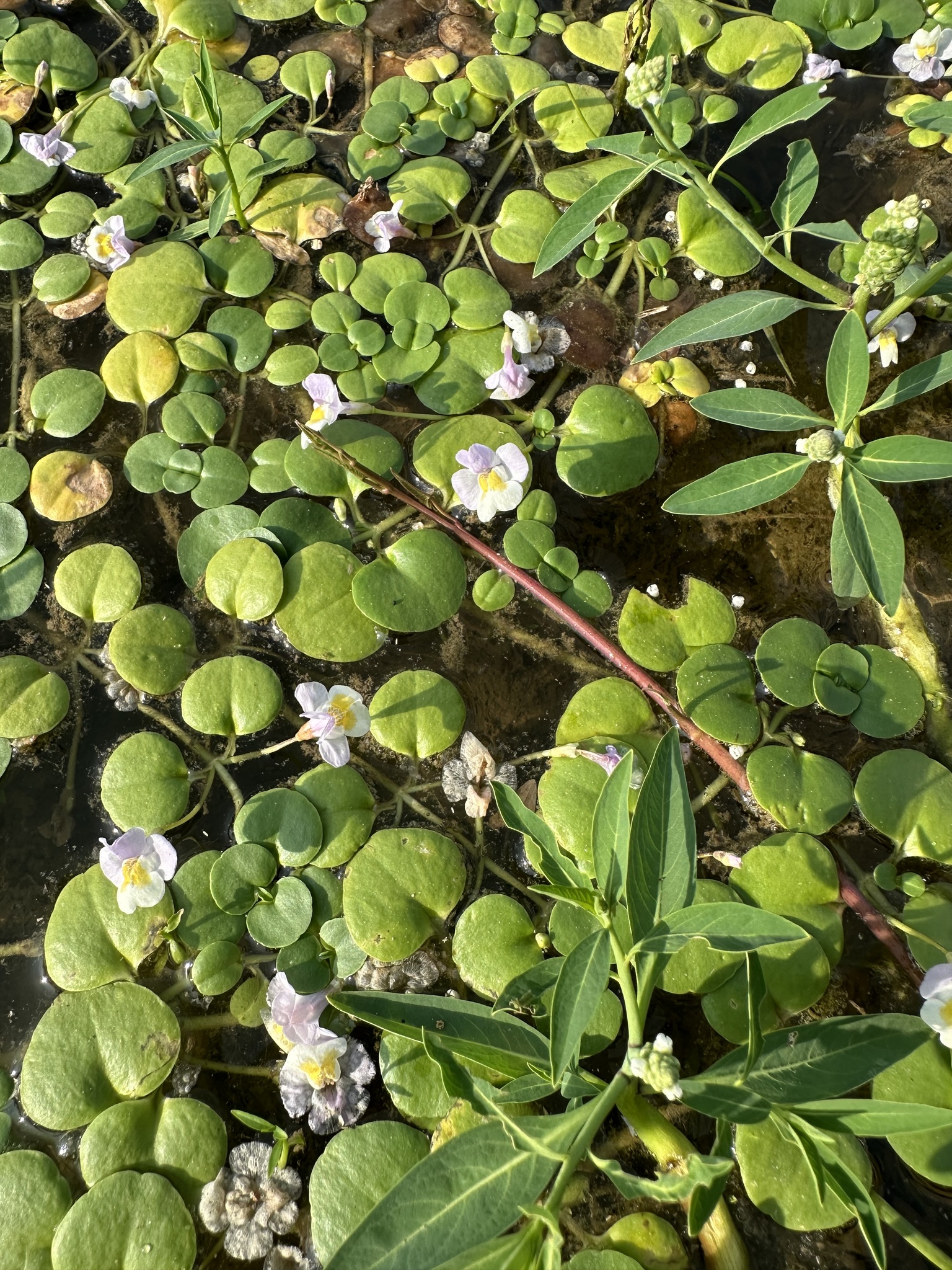 Mimulus orbicularis — ảnh 3