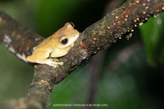 Orange Bushfrog photo 3
