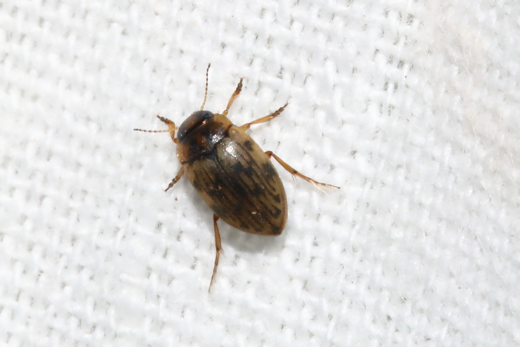 Scarodytes halensis
