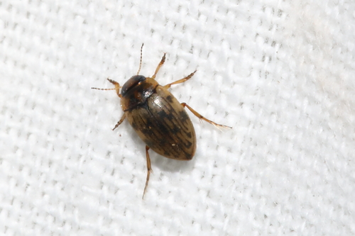 Scarodytes halensis