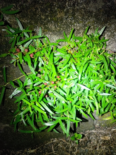 Ficus tannoensis