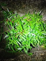 Ficus tannoensis