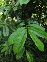 Artabotrys zeylanicus