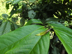 Artabotrys zeylanicus