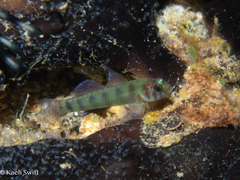 Saipan Pygmy Goby photo 2
