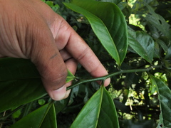 Artabotrys zeylanicus