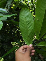 Artabotrys zeylanicus