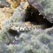 Emerald Dwarfgoby - Photo (c) kaeliswift, some rights reserved (CC BY-NC)