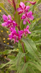 Chamaenerion angustifolium