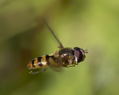 Epistrophe xanthostoma