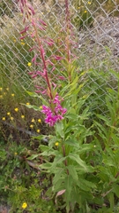 Chamaenerion angustifolium