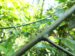 Artabotrys zeylanicus